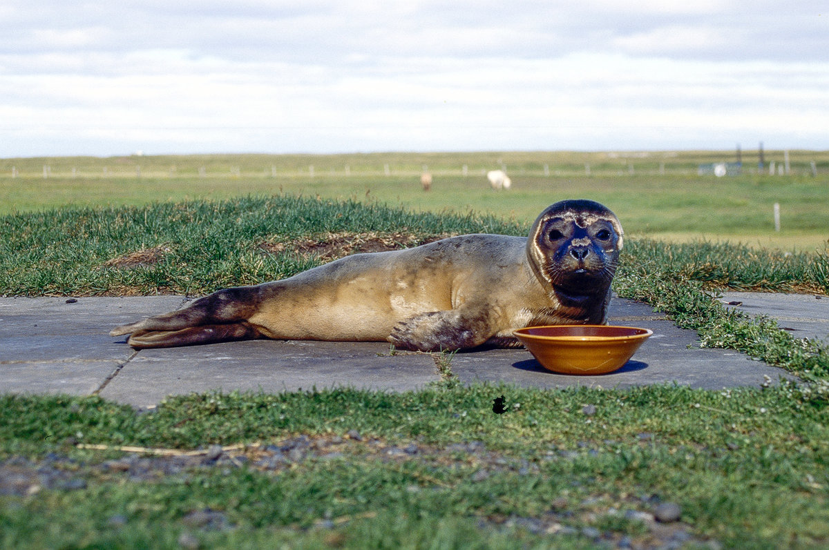 Kegelrobbe (Halichoerus grypus) an der Jugendherberge in Hsey, Island. Bild vom Dia. Aufnahme: Juli 1995.