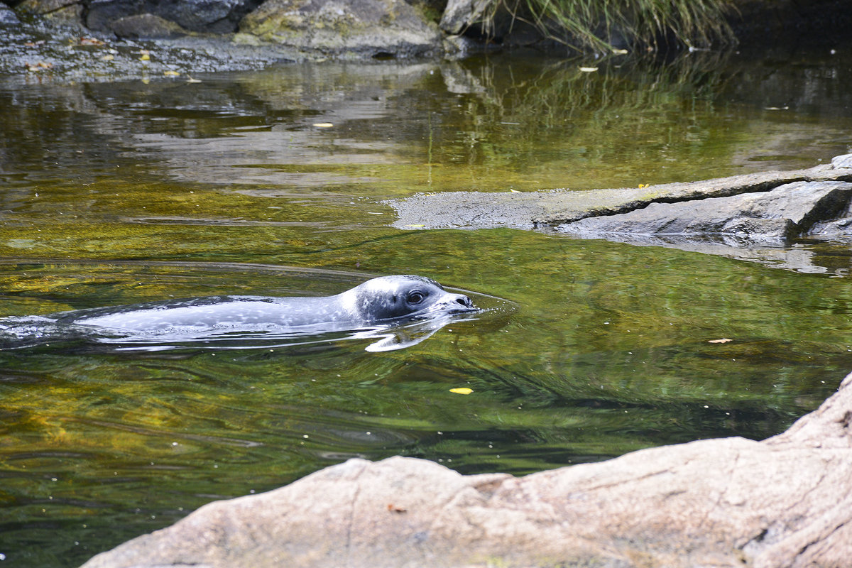 Kegelrobbe (Halichoerus grypus) im Bohuslner Schrenhof in Schweden. Aufnahme: 25. Juli 2017.