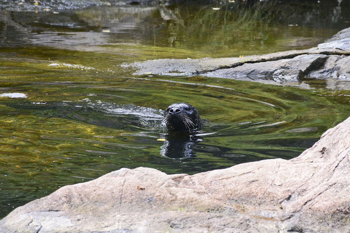 Kegelrobbe (Halichoerus grypus) im Bohuslner Schrenhof in Schweden. Aufnahme: 25. Juli 2017.