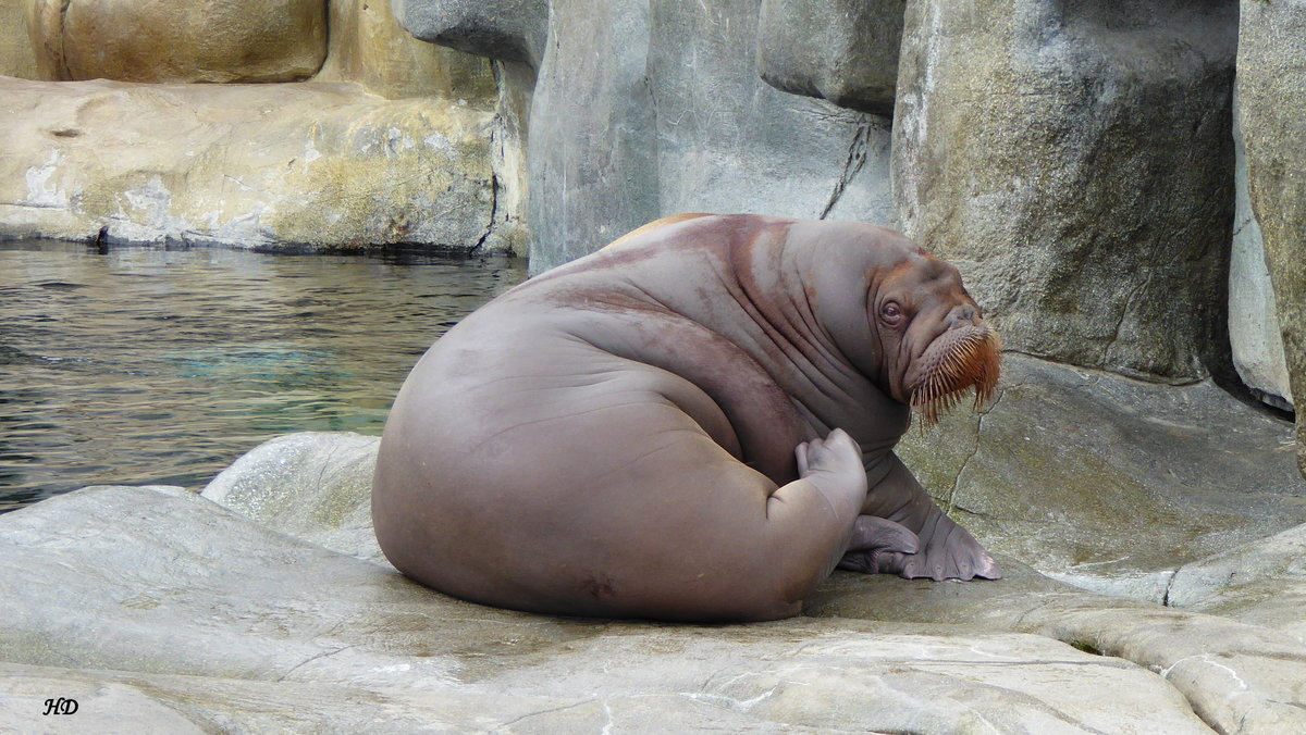 Kegelrobbe (Halichoerus grypus), gesehen im Juni 2016 im Tierpark Hagenbeck.