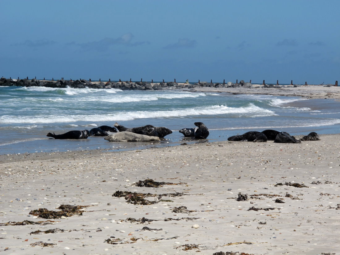 Kegelrobben am Strand von Helgoland; 06.06.2015