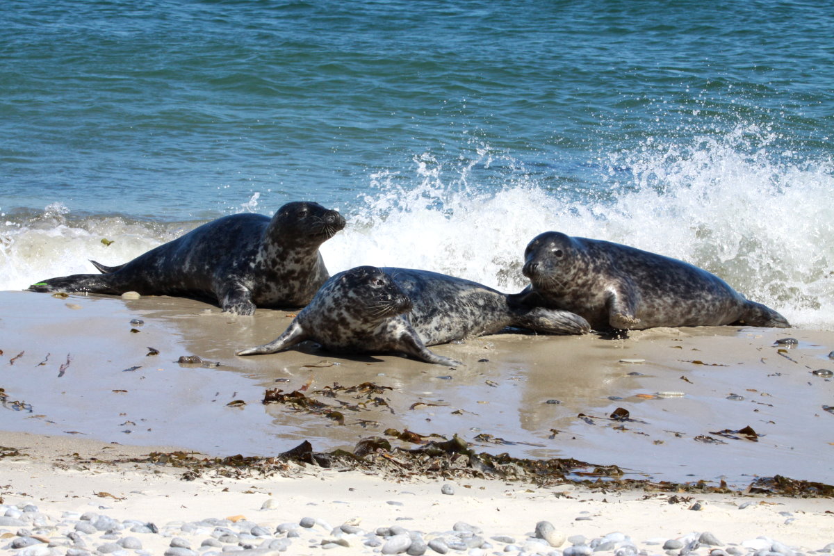 Kegelrobben an der Dhne von Helgoland; 06.06.2015