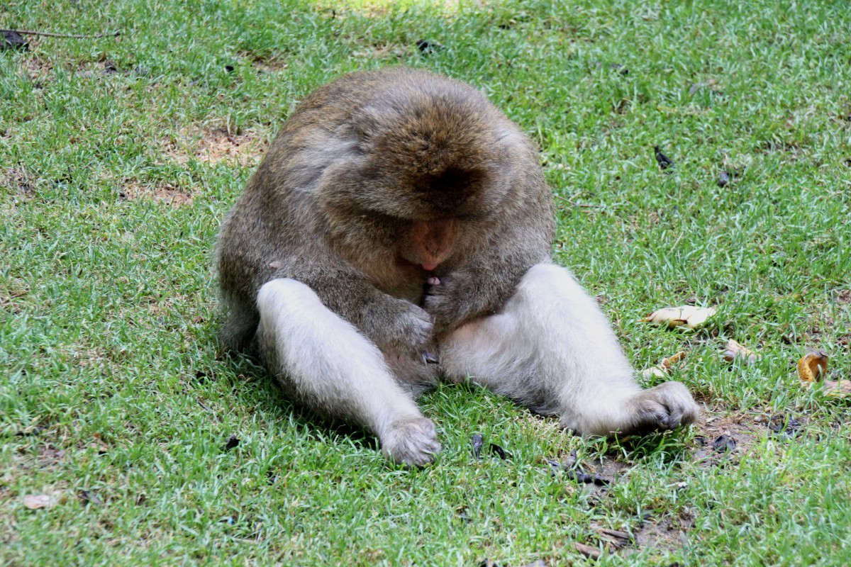 Kein Kommentar. Berberaffe (Macaca sylvanus) am 11.7.2010 auf dem Affenberg bei Salem.