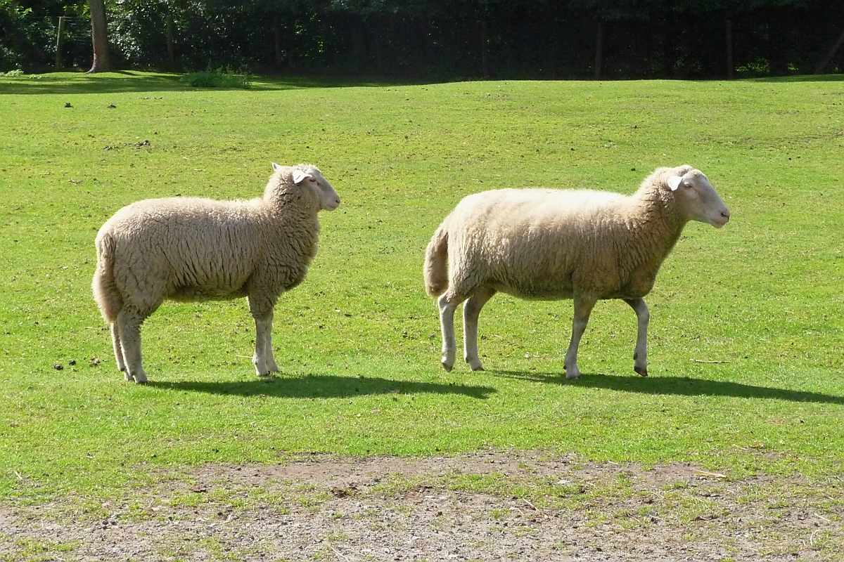 Keine Streicheltiere: Schafe im Serengetipark, 9.9.15