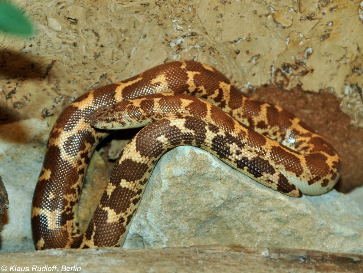 Kenia-Sandboa (Eryx colubrinus loveridgei) im Zoo Hluboka /Tschechien