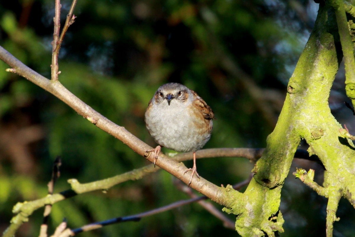 Kennt ihr den Film  Nomaden der Lfte ? Darin heisst es,  Der Vogelzug ist ein ewiges Versprechen der Rckkehr!  Dementsprechen warte ich auch am Ende des Winters auf die Rckkehr des Heckenbraunellen-Paars, was immer bei uns im Garten brtet. Auch in diesem Jahr hielten sie ihr Versprechen. Ich spreche inzwischen schon mit den zutraulichen Vgeln;-) Ratzeburg, 06.04.2015