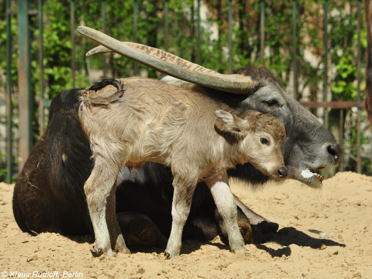 Kerabau oder Milchbüffel (Bubalus arnee f. bubalis). Mutter und Jungtier im Tierpark Berlin