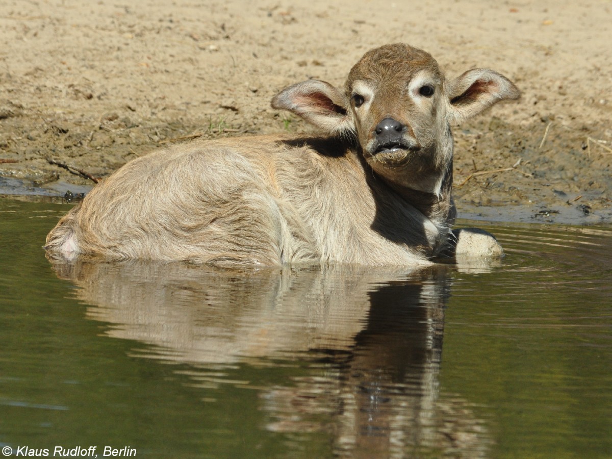 Kerabau oder Milchbüffel (Bubalus arnee f. bubalis). Jungtier im Tierpark Berlin