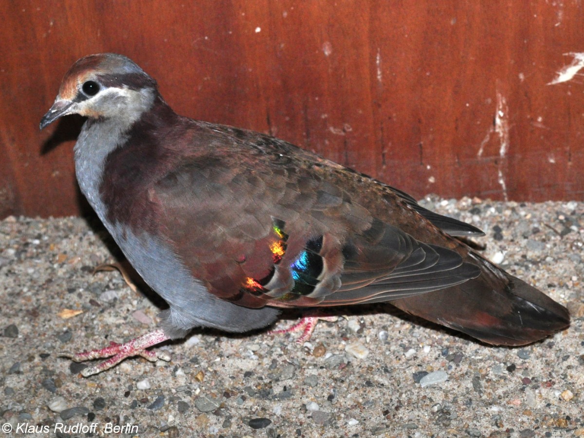 Kleine Bronzeflgeltaube (Phaps elegans) auf der Landesvogelschau Recklinghausen (Januar 2014).