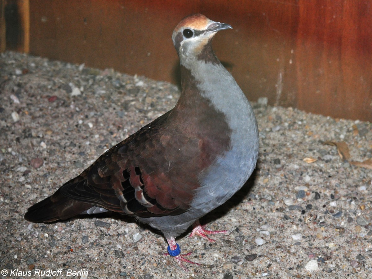 Kleine Bronzeflgeltaube (Phaps elegans) auf der Landesvogelschau Recklinghausen (Januar 2014).