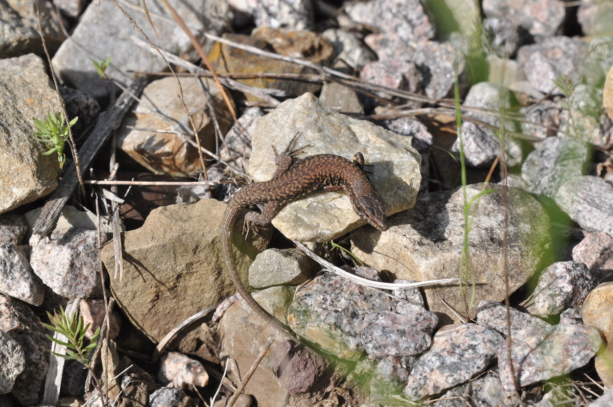 Kleine Echse sonnt sich auf den Steinen. Die Aufnahme stammt vom 12.05.2017.