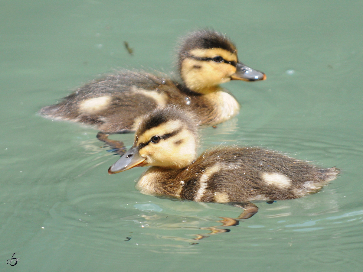 Kleine Entchen im Zoo Dortmund. (Juni 2010)