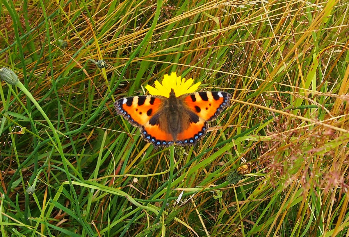 Kleine Fuchs (Aglais urticae) am 27. 9. 2014 in Beskydy.