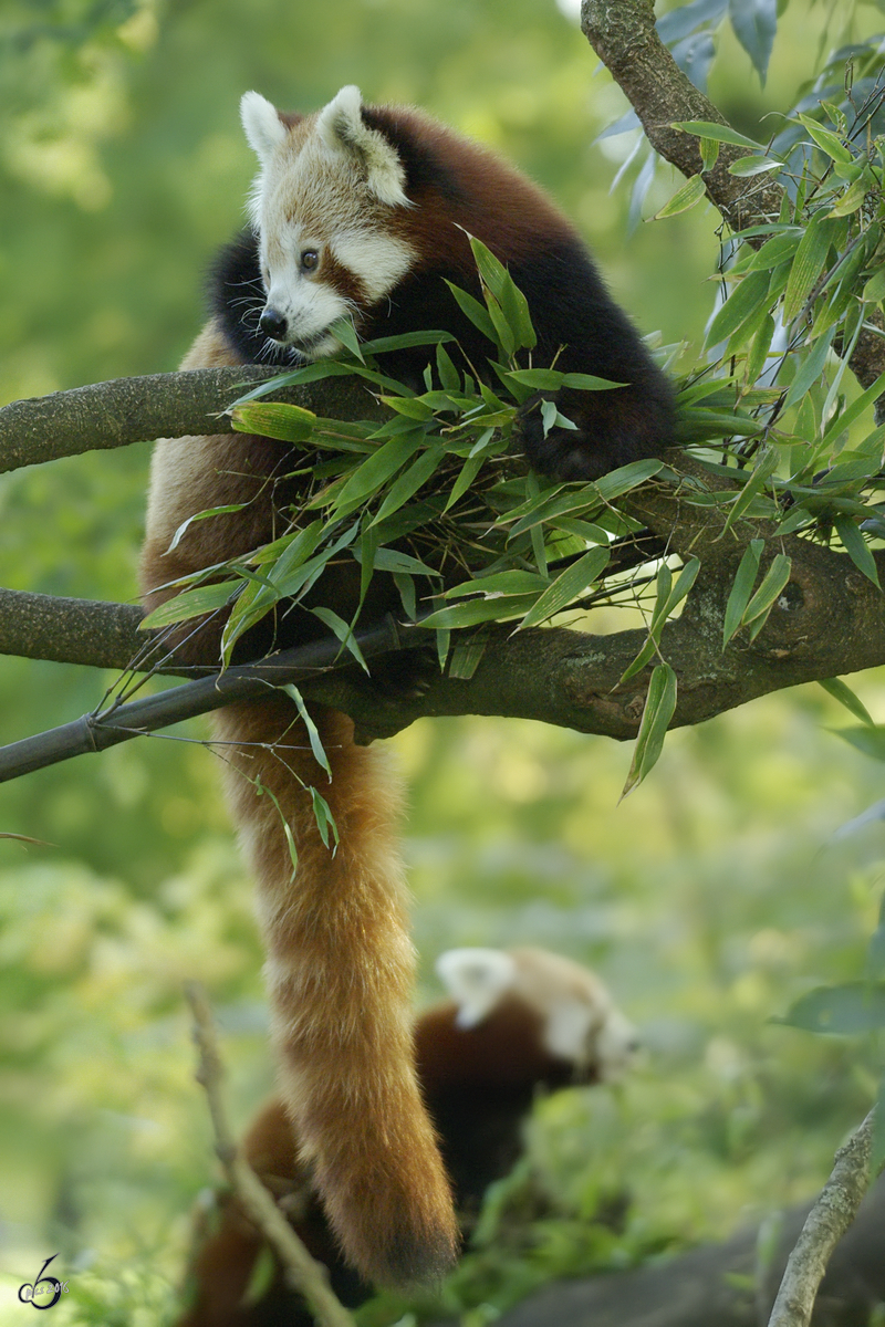 Kleine Pandas im Dortmunder Zoo.