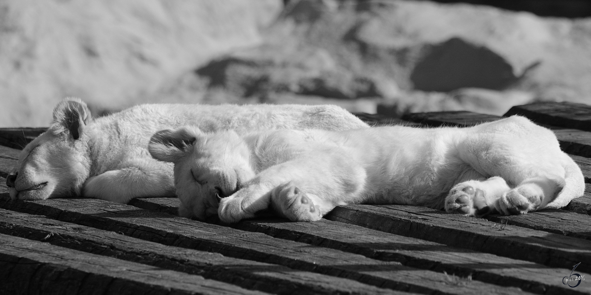 Kleine weie Transvaal-Lwen im Zoo Safaripark Stukenbrock. (Oktober 2014)