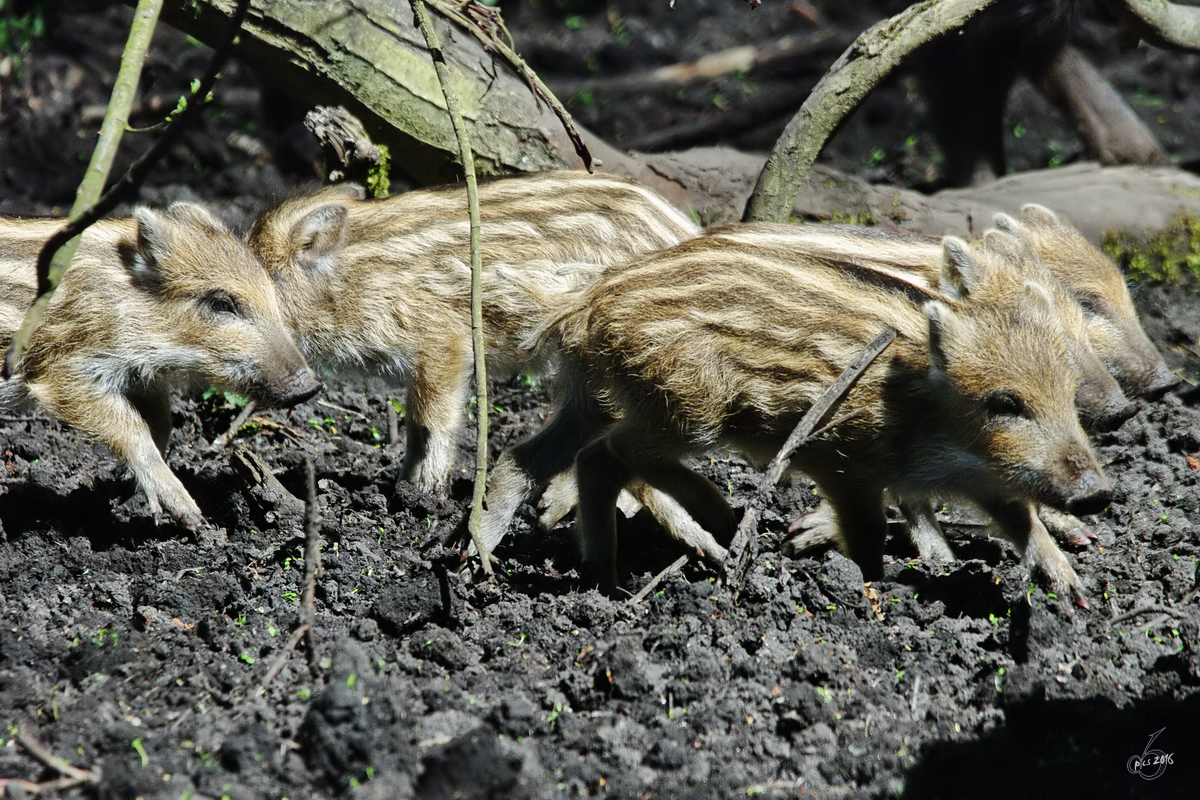 Kleine Wildschweinferkel