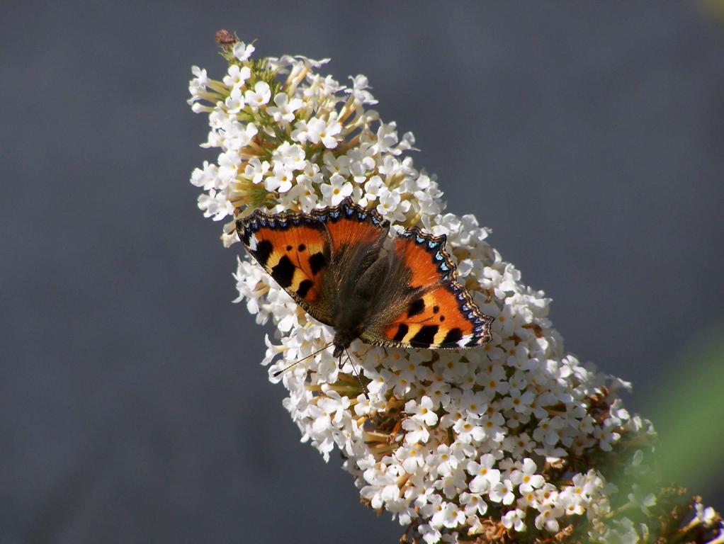 Kleiner Fuchs (Aglais urticae), aufgenommen am 09.08.2010