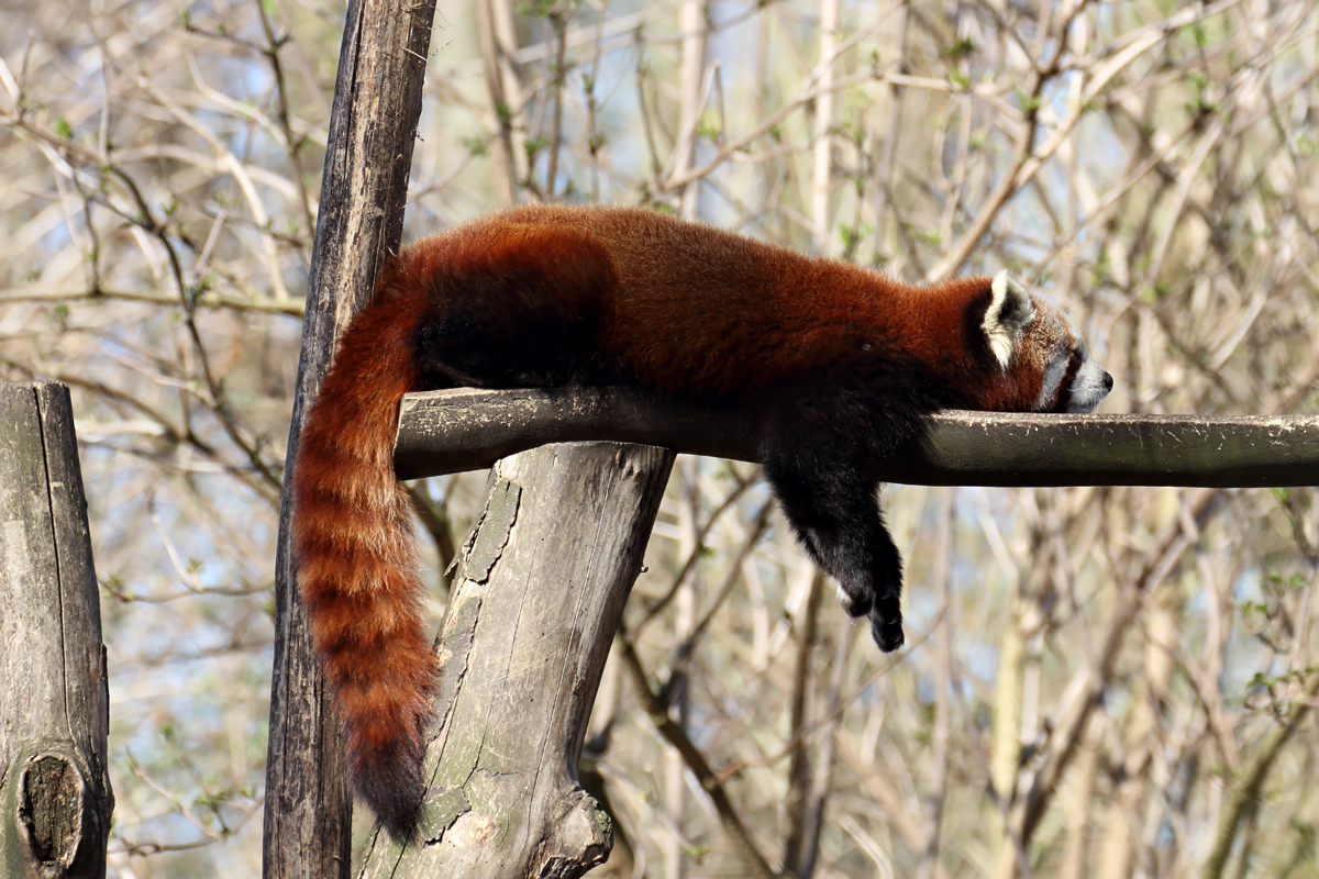 Kleiner Panda in der ZOOM Erlebniswelt Gelsenkirchen 8.3.2015