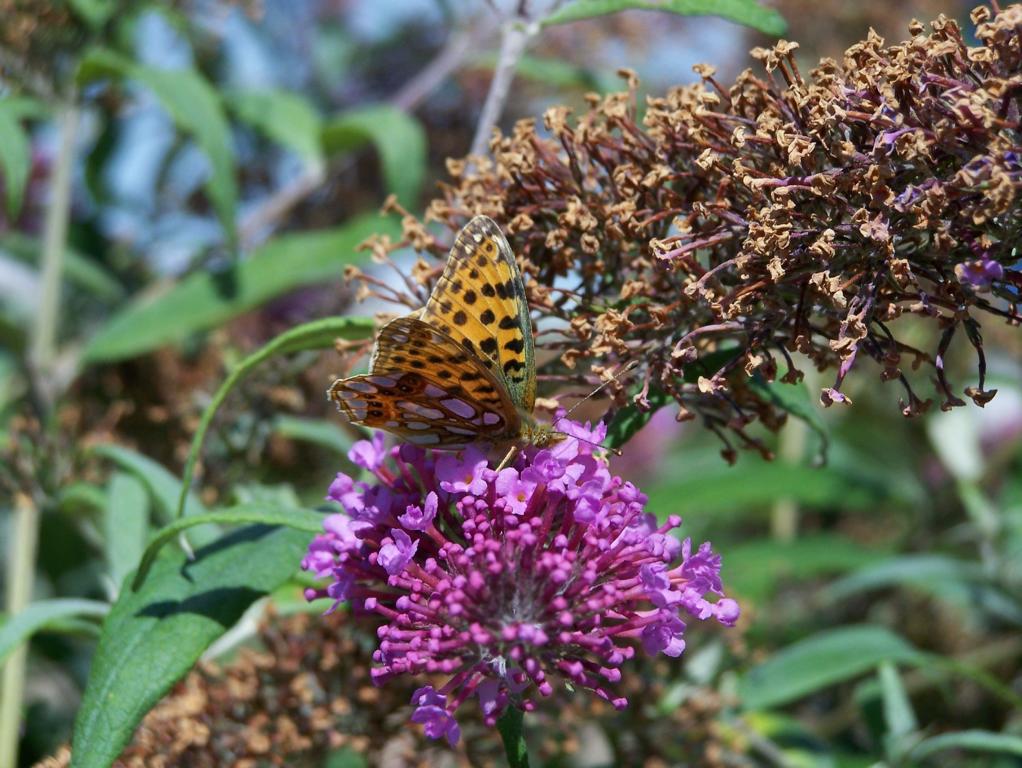 Kleiner Perlmutterfalter (Issoria lathonia), aufgenommen am 05.08.2009