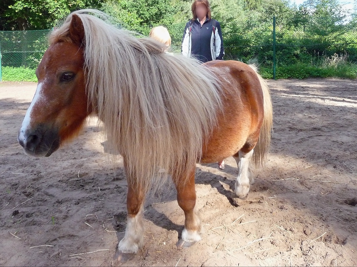 Kleines dickes Pony im Serengetipark, 9.9.15 