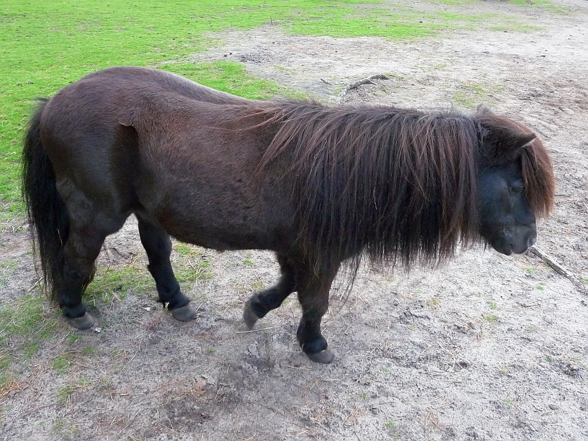 Kleines Pony im Serengetipark, 9.9.15
