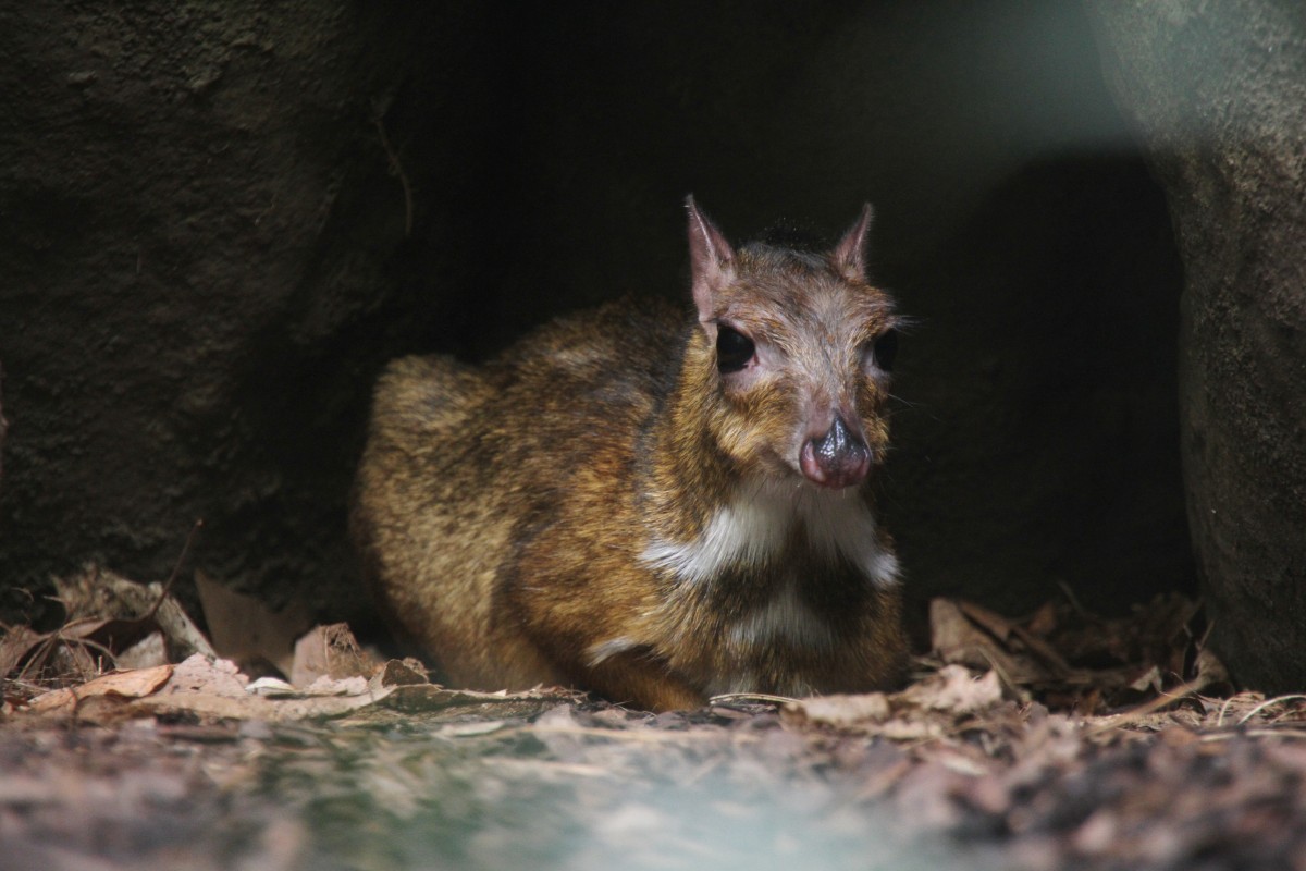 Kleinkantschil (Tragulus javanicus) am 3.8.2010 im Frankfurter Zoo.