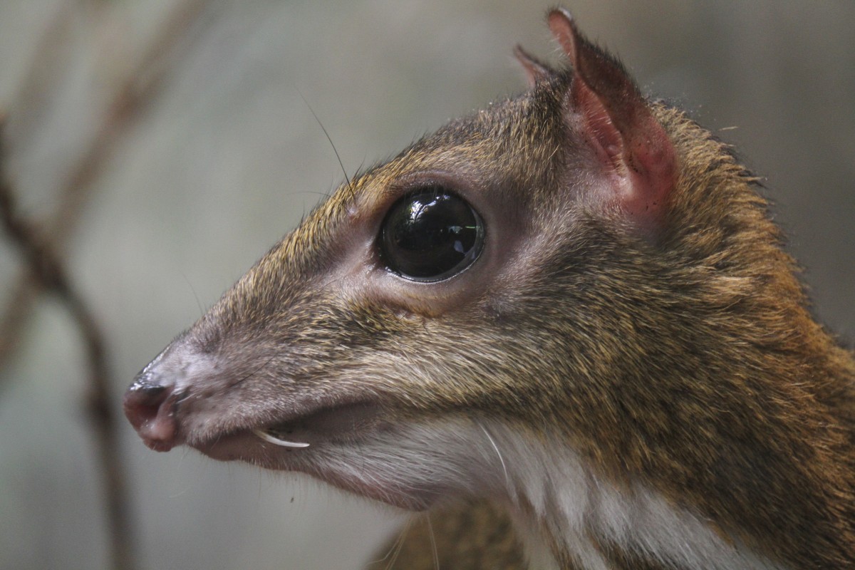 Kleinkantschil (Tragulus javanicus) am 3.8.2010 im Frankfurter Zoo.