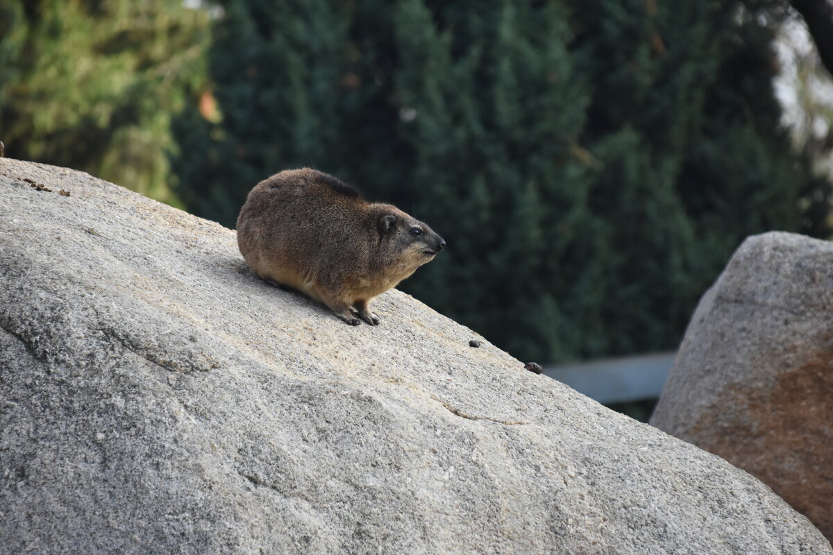 Klippschliefer im Zoologisch-Botanischen Garten Wilhelma (STUTTGART/Deutschland, 20.10.2018)