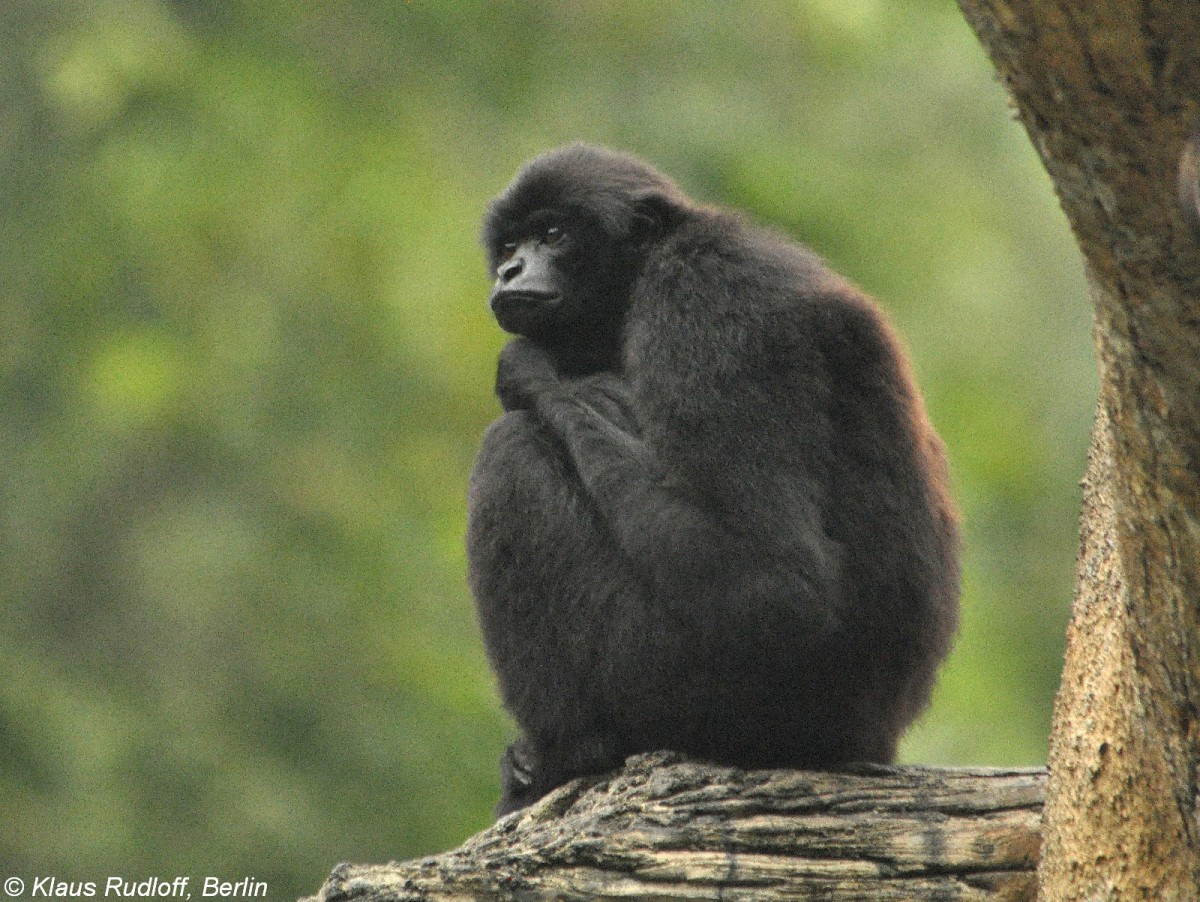 Kloss-Gibbon (Hylobates klossii) in der Taman Safti Indonesia Bogor (November 2013).