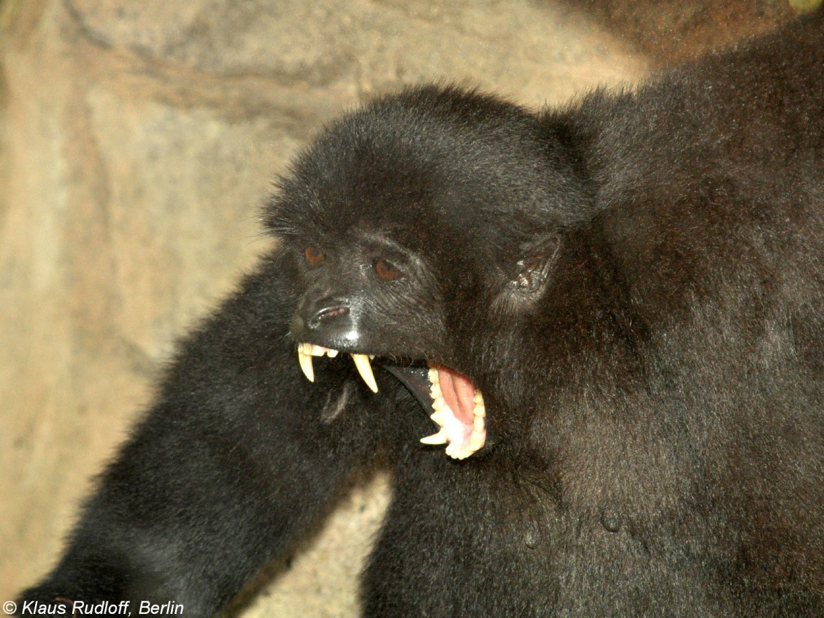 Kloss-Gibbon (Hylobates klossii) im Zoologischen Garten Jakarta (November 2013).