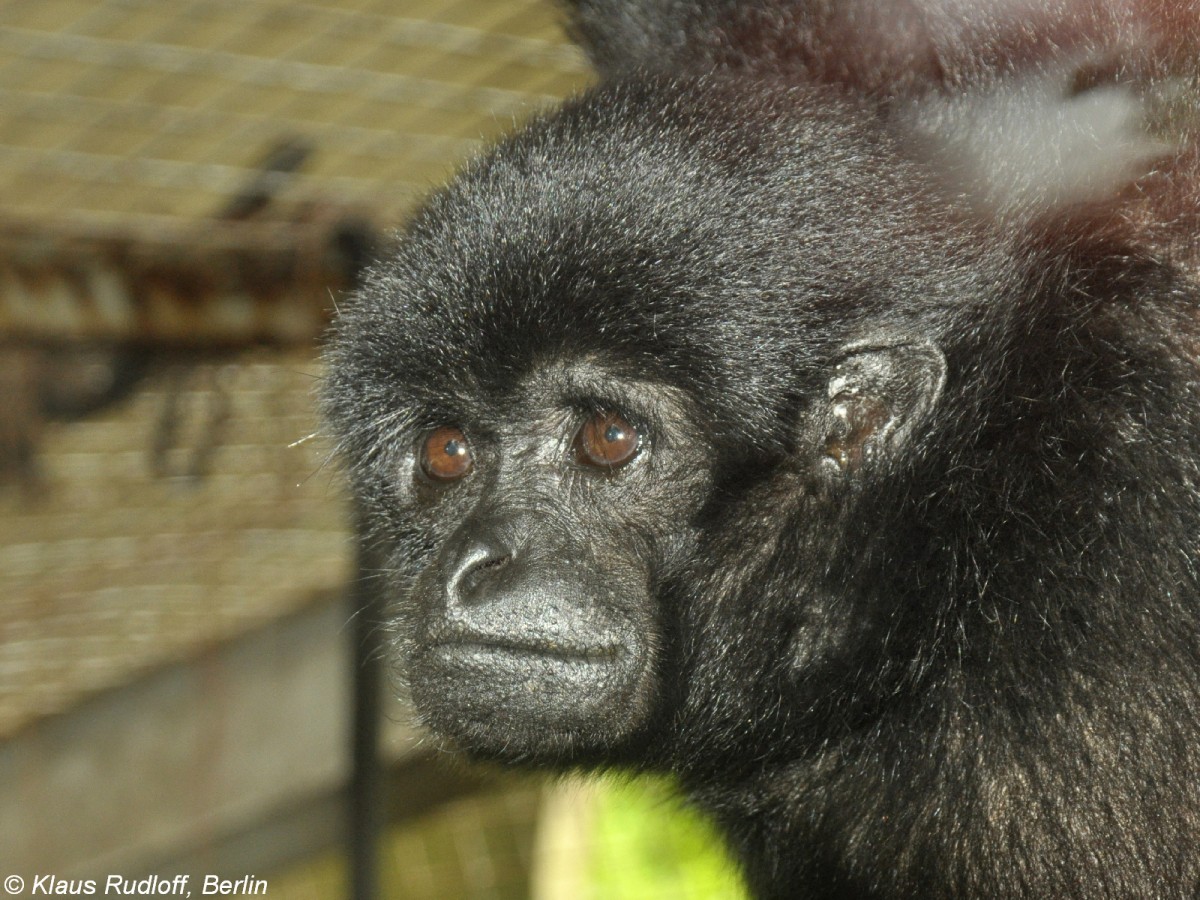Kloss-Gibbon (Hylobates klossii) im Zoologischen Garten Jakarta (November 2013).