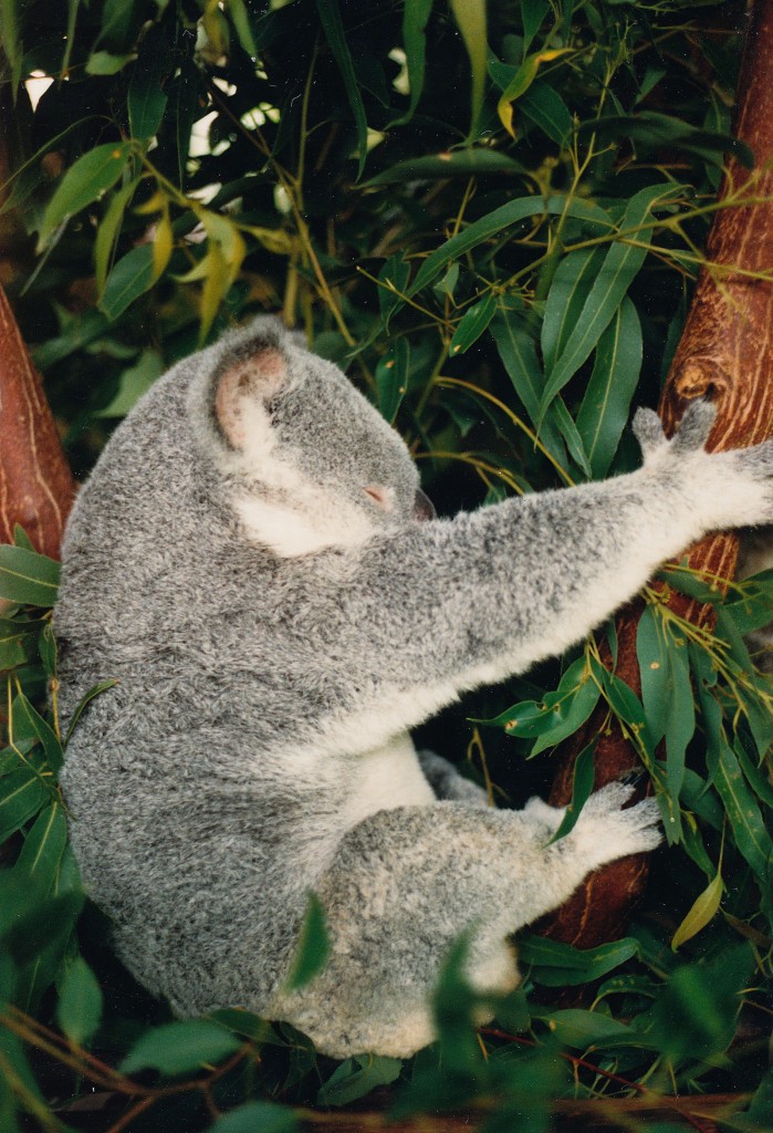 Koala (Phascolarctos cinereus) im schlaf. Aufnahme: Dezember 1986.