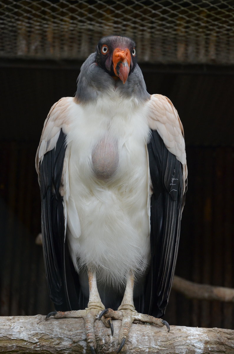 Knigsgeier. Diese Geier werden bis zu 85 cm lang, 4,5 kg schwer und besitzen eine Flgelspannweite von knapp 2 m. Wie alle Neuweltgeier hat auch der Knigsgeier einen krftigen Schnabel und starke Zehen.  Im Cottbuser Zoo am 19.05.2017.