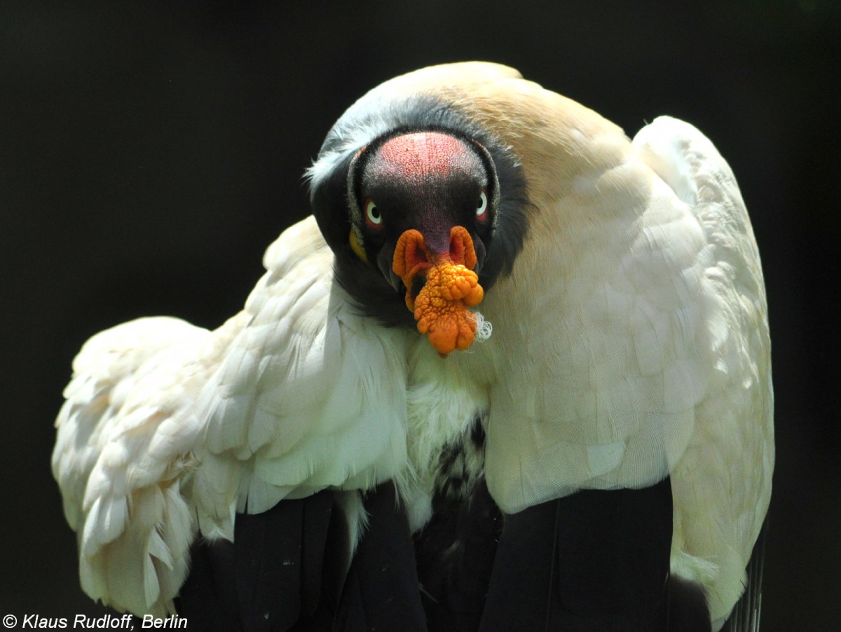 Knigsgeier (Sarcoramphus papa) im Tierpark Berlin