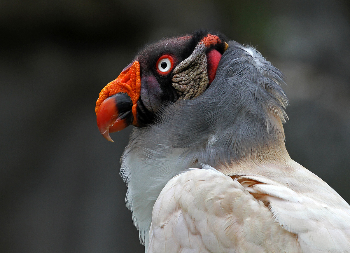 Knigsgeier - Tierpark Berlin 2012