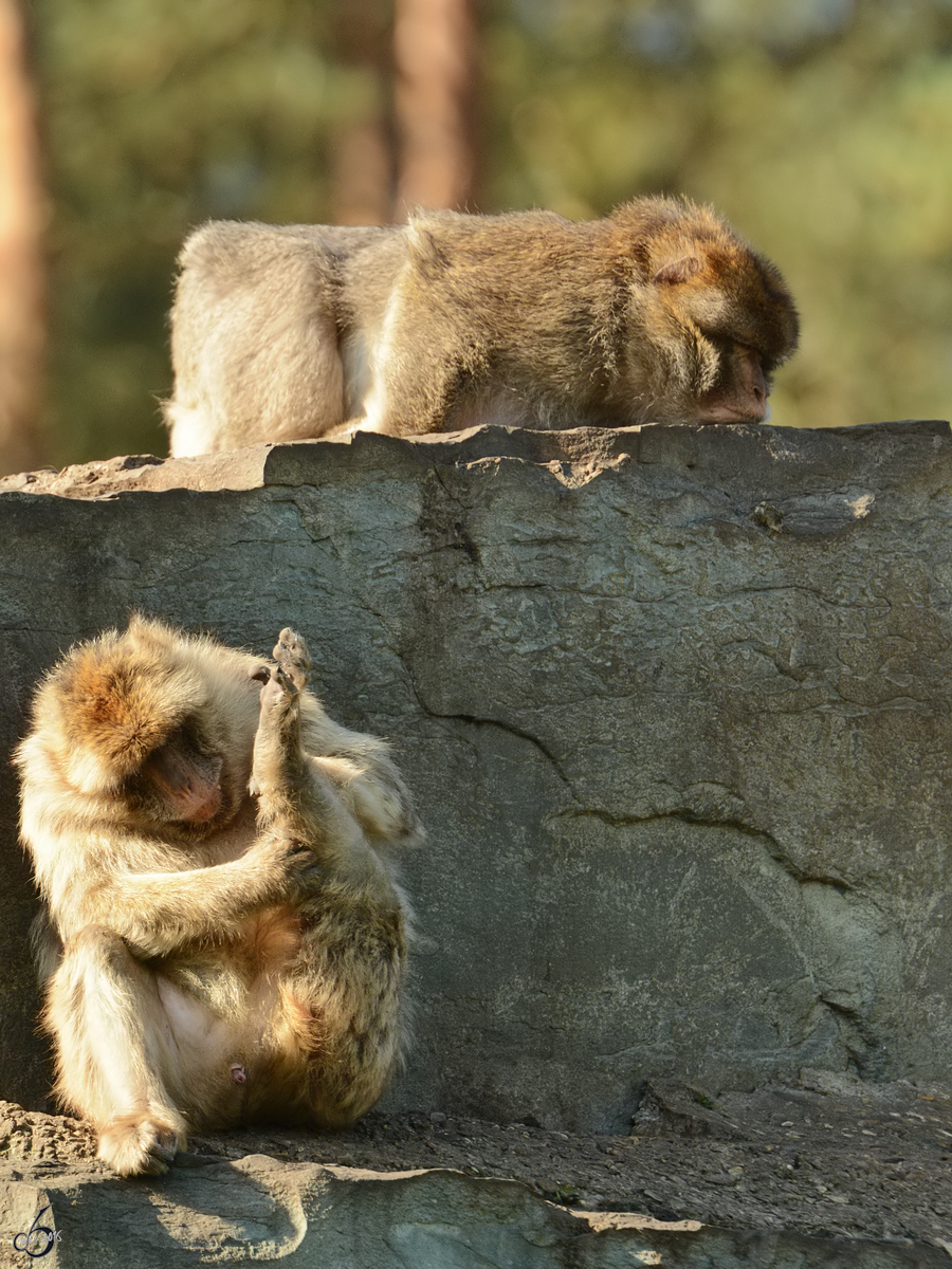 Krperbegutachtung und Augenpflege bei den Berberaffen. (Zoo Safaripark Stukenbrock, Oktober 2014)