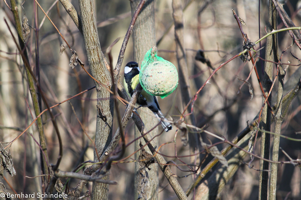 Kohlmeise am 27.12.2015 im Dietenbachpark in Freiburg-Weingarten