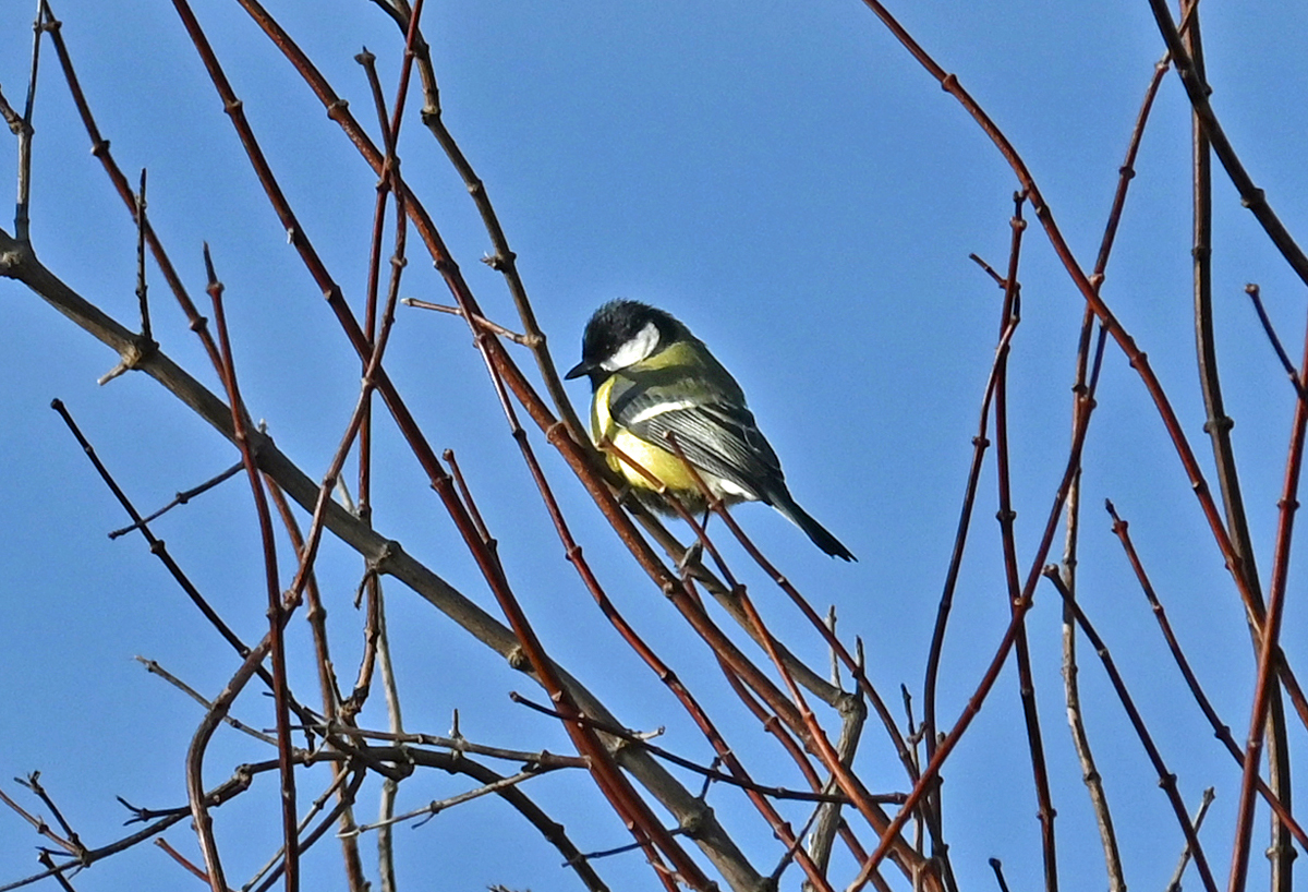 Kohlmeise im Gest eines Baumes im Garten - 23.12.2021