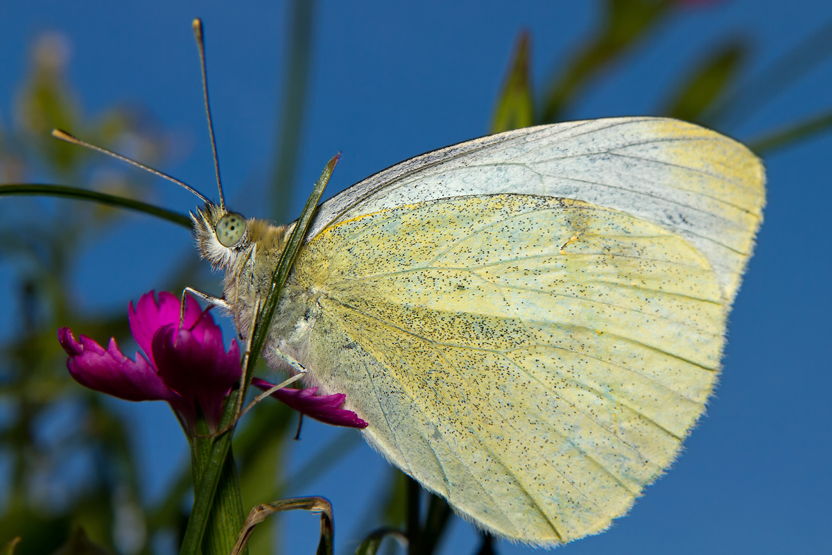 Kohlweissling auf einer Blume. - 22.07.2012