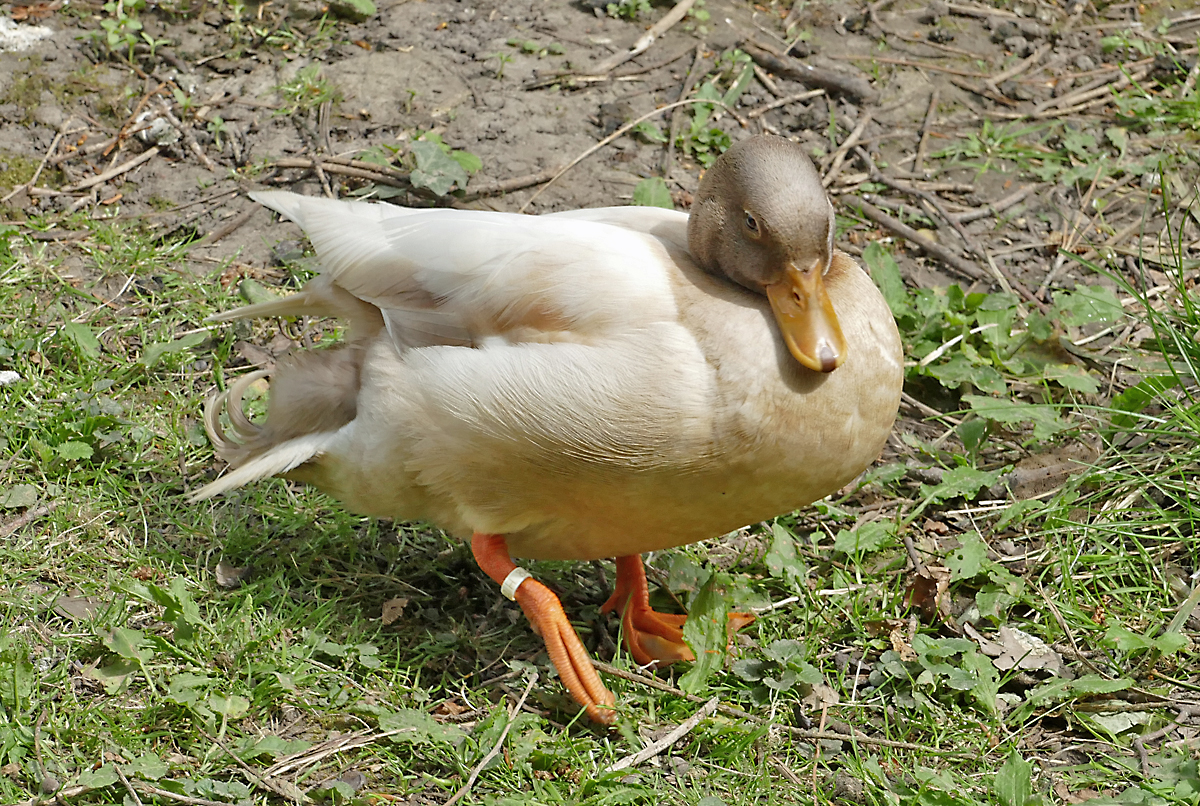 Kolbenente am Schlo Gracht in Liblar - 23.04.2019