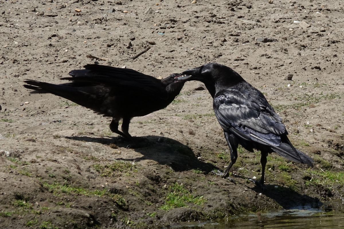 Kolkrabe bei der Jungvogel-Ftterung (15.06.2017)