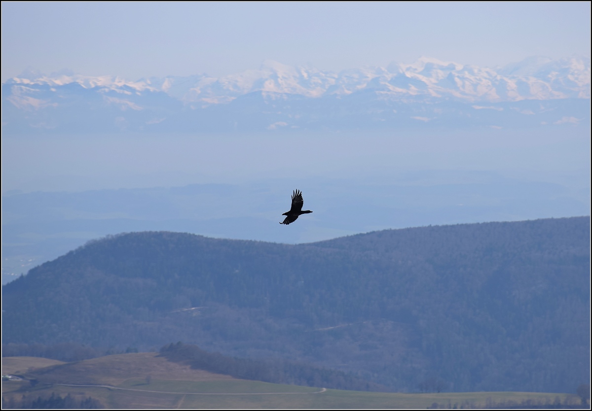 Kolkrabe im Jura. Passwang, Mrz 2017.