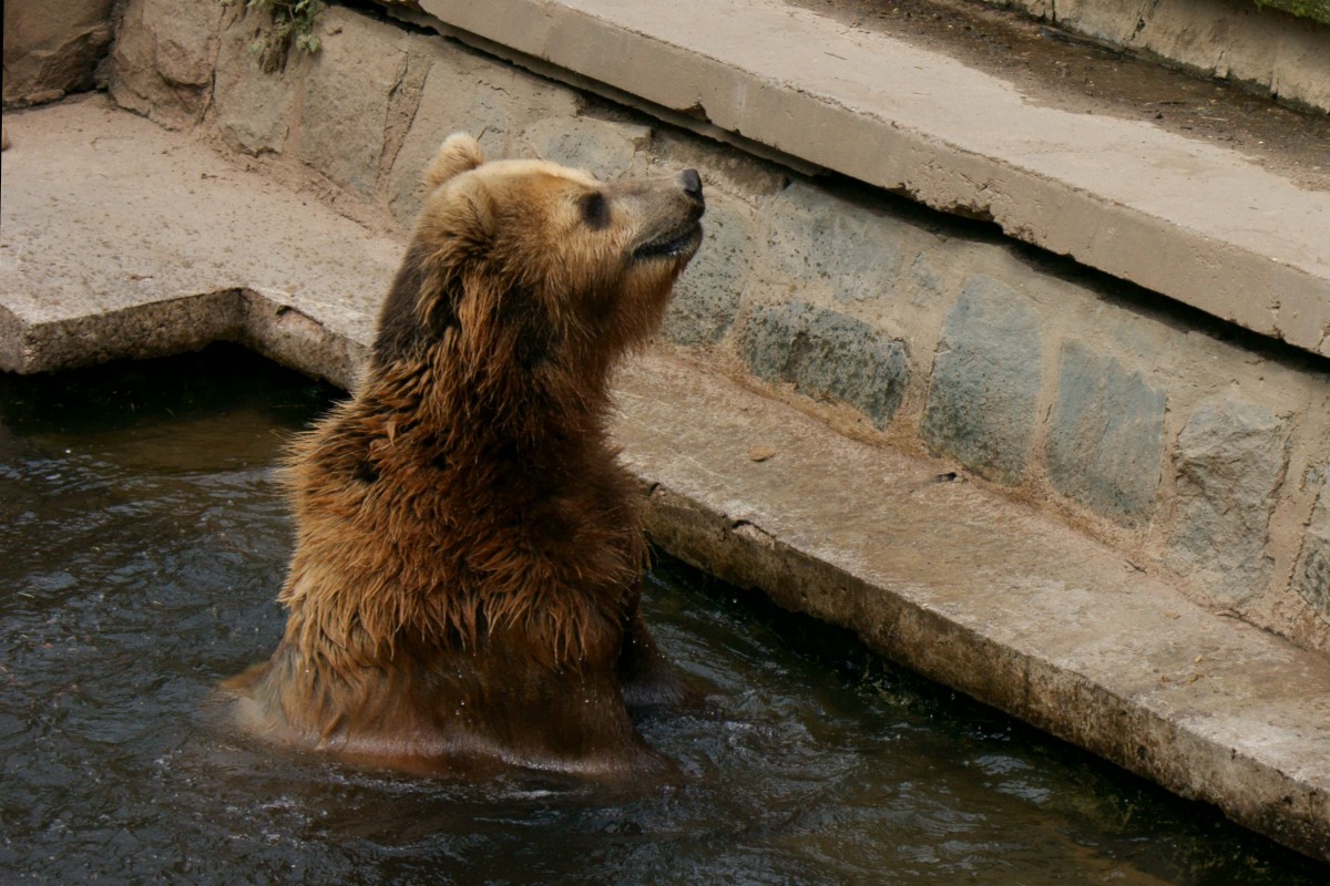 Kommst du jetzt endlich in die Wanne, das Wasser wird kalt!

Kamtschatkabr im Rostocker Zoo (31.05.2015)