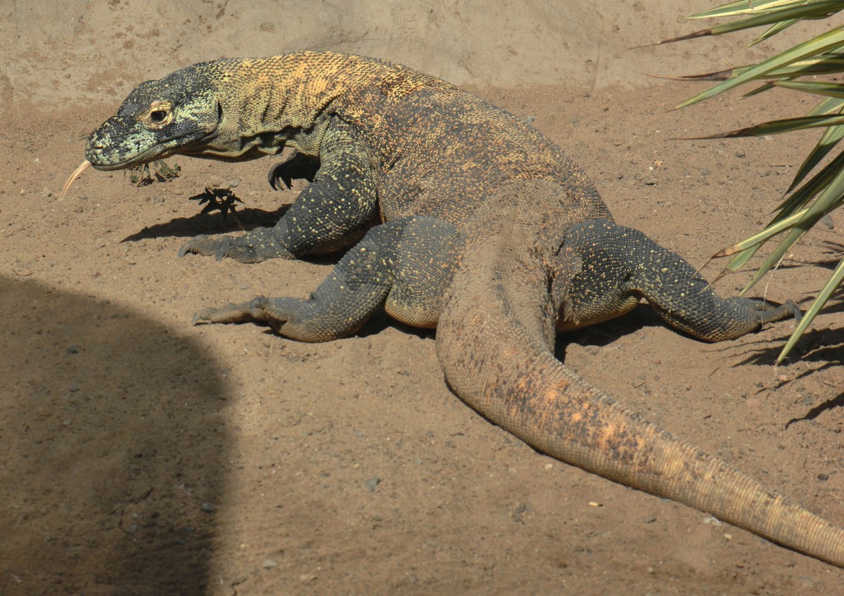 Komodowaran oder Komododrache (Varanus komodoensis) in Los Palmitos, Gran Canaria, Spanien.

Aufnahmedatum: 17. Oktober 2009.