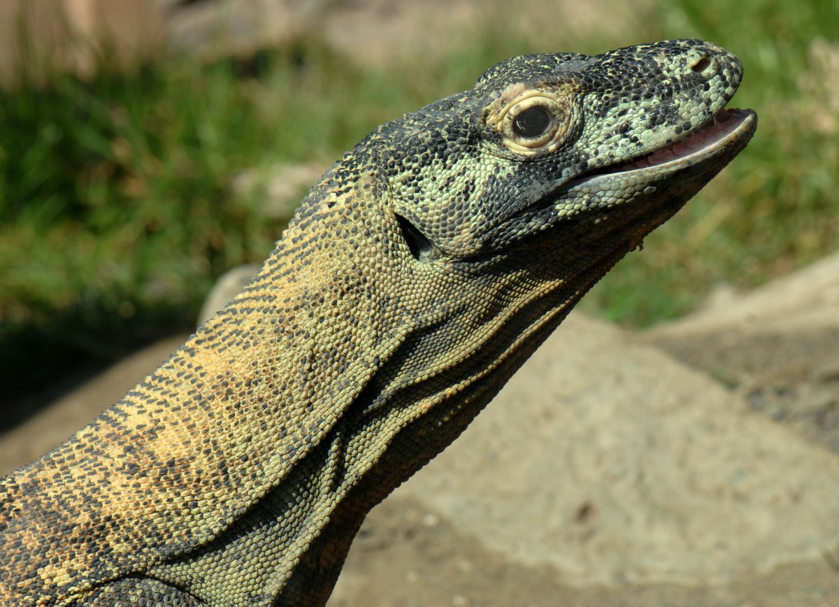 Komodowaran oder Komododrache (Varanus komodoensis) in Los Palmitos, Gran Canaria, Spanien.

Aufnahmedatum: 17. Oktober 2009.