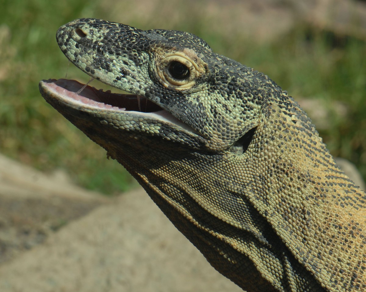 Komodowaran oder Komododrache (Varanus komodoensis) in Los Palmitos, Gran Canaria, Spanien.

Aufnahmedatum: 17. Oktober 2009.