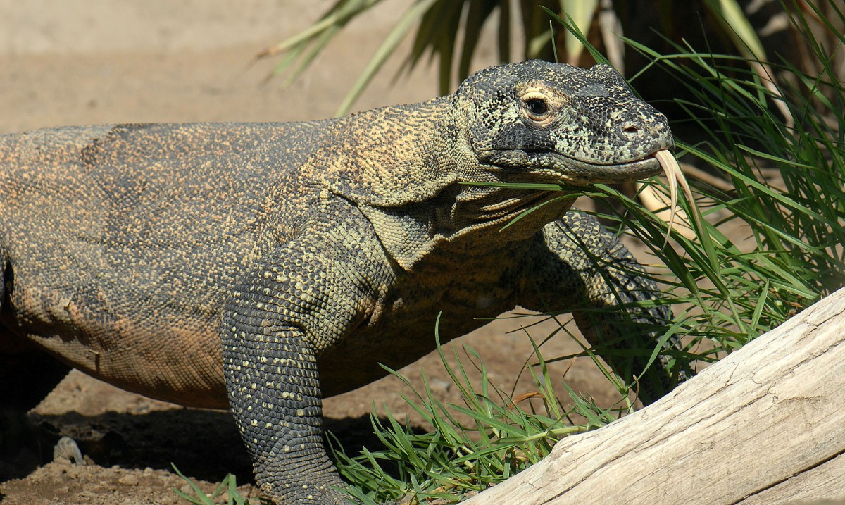 Komodowaran oder Komododrache (Varanus komodoensis) in Los Palmitos, Gran Canaria, Spanien.

Aufnahmedatum: 17. Oktober 2009.