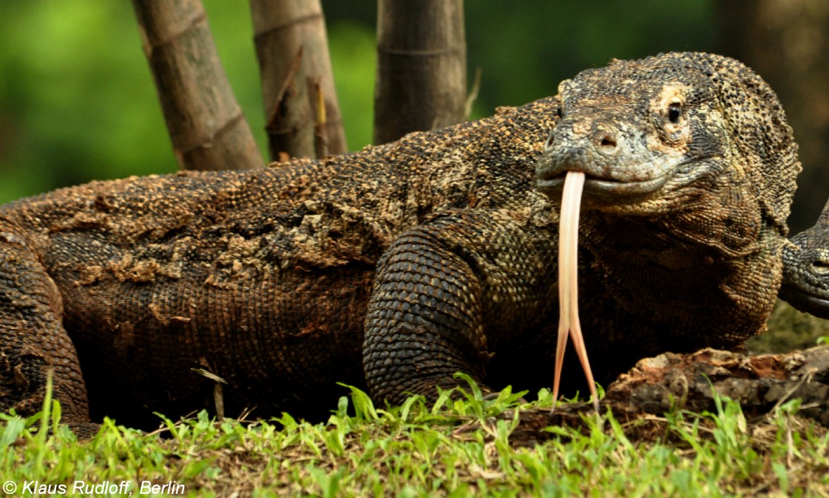 Komodowaran (Varanus komodoensis) im Zoo Jakarta (November 2013).