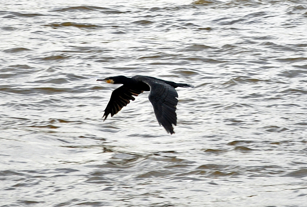 Komoran im Tiefflug ber dem Rhein in Bonn-Oberkassel - 19.10.2013