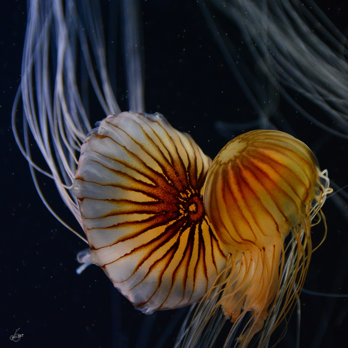 Kompassquallen Ende Dezember 2014 im Ozeaneum Stralsund.